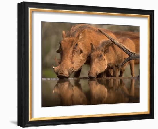 Delicate-Jaco Marx-Framed Photographic Print