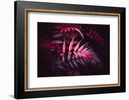 Delicately Red-Philippe Sainte-Laudy-Framed Photographic Print