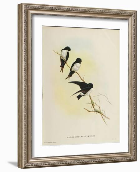 Delichon Nipalensis, from 'A Century of Birds from the Himalaya Mountains', 1830-32-John Gould-Framed Giclee Print
