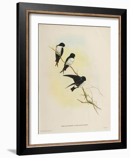 Delichon Nipalensis, from 'A Century of Birds from the Himalaya Mountains', 1830-32-John Gould-Framed Giclee Print