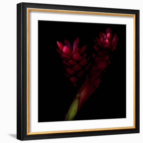 Delirium - Ginger-Magda Indigo-Framed Photographic Print