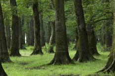Common Oak (Quercus Robur) and Ash (Fraxinus Sp) Forest, Lonjsko Polje Np, Slavonia Region, Croatia-della Ferrera-Framed Premier Image Canvas