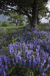 Flowering Hairy Vetch (Vicia Villosa) and Pedunculate Oak (Quercus Robur) Bosnia and Herzegovina-della Ferrera-Framed Photographic Print