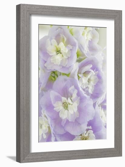 Delphinium Blossoms I-Kathy Mahan-Framed Photographic Print