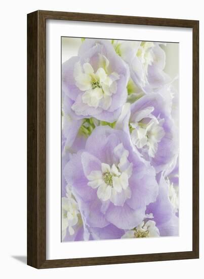 Delphinium Blossoms I-Kathy Mahan-Framed Photographic Print