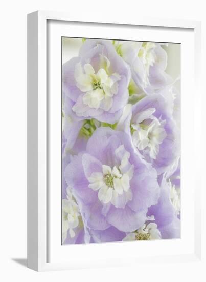 Delphinium Blossoms I-Kathy Mahan-Framed Photographic Print