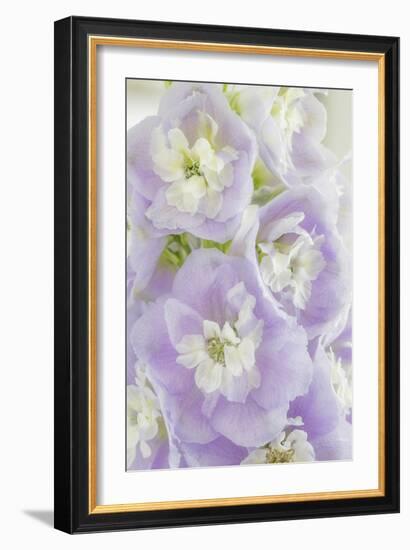 Delphinium Blossoms I-Kathy Mahan-Framed Photographic Print