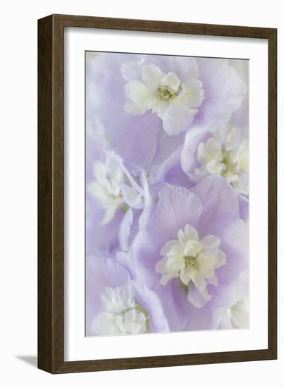 Delphinium Blossoms II-Kathy Mahan-Framed Photographic Print