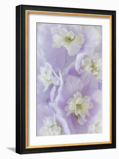 Delphinium Blossoms II-Kathy Mahan-Framed Photographic Print