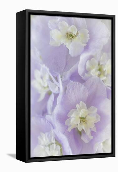 Delphinium Blossoms II-Kathy Mahan-Framed Premier Image Canvas