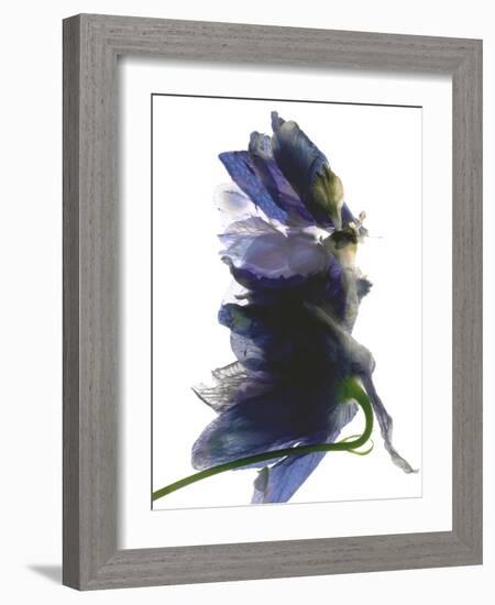 Delphinium Dance, 2009-Julia McLemore-Framed Photographic Print