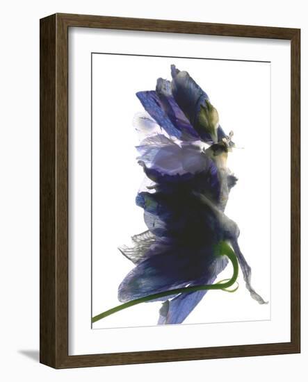 Delphinium Dance, 2009-Julia McLemore-Framed Photographic Print