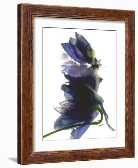 Delphinium Dance, 2009-Julia McLemore-Framed Photographic Print