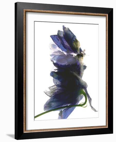 Delphinium Dance, 2009-Julia McLemore-Framed Photographic Print