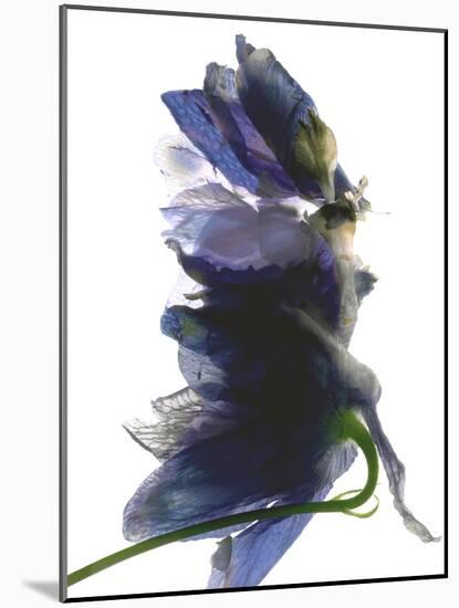 Delphinium Dance, 2009-Julia McLemore-Mounted Photographic Print