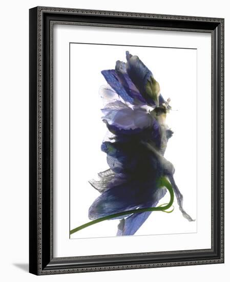 Delphinium Dance, 2009-Julia McLemore-Framed Photographic Print