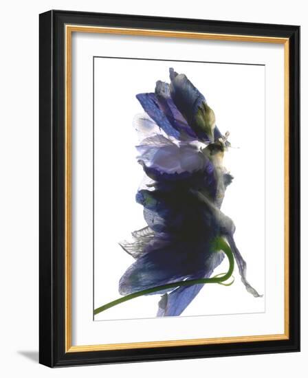 Delphinium Dance, 2009-Julia McLemore-Framed Photographic Print