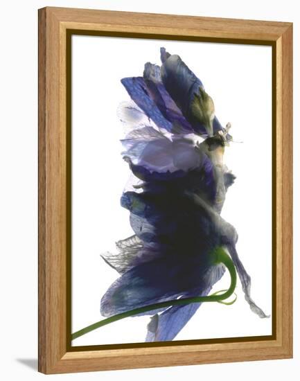 Delphinium Dance, 2009-Julia McLemore-Framed Premier Image Canvas