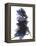 Delphinium Dance, 2009-Julia McLemore-Framed Premier Image Canvas