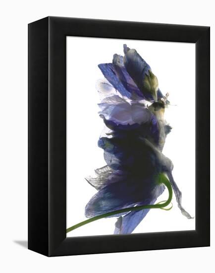 Delphinium Dance, 2009-Julia McLemore-Framed Premier Image Canvas