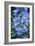 Delphinium (Delphinium Belladonna Group)-Maxine Adcock-Framed Photographic Print