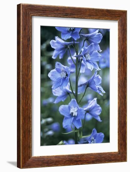 Delphinium (Delphinium Belladonna Group)-Maxine Adcock-Framed Photographic Print