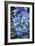 Delphinium (Delphinium Belladonna Group)-Maxine Adcock-Framed Photographic Print