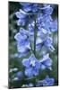 Delphinium (Delphinium Belladonna Group)-Maxine Adcock-Mounted Photographic Print