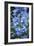 Delphinium (Delphinium Belladonna Group)-Maxine Adcock-Framed Photographic Print