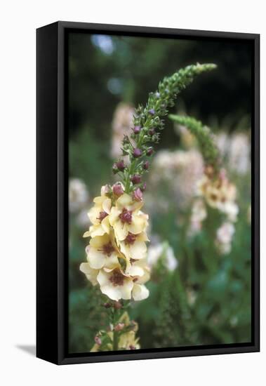 Delphinium Field-Anna Miller-Framed Premier Image Canvas