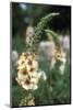 Delphinium Field-Anna Miller-Mounted Photographic Print