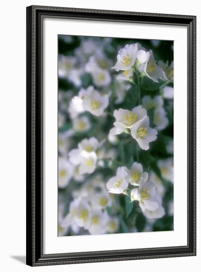 Delphinium Field-Anna Miller-Framed Photographic Print