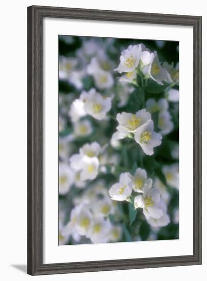 Delphinium Field-Anna Miller-Framed Photographic Print