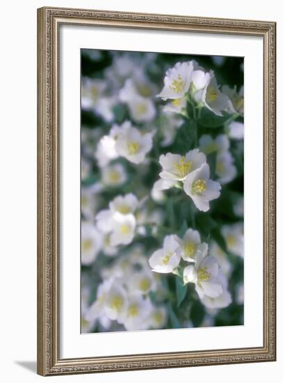 Delphinium Field-Anna Miller-Framed Photographic Print