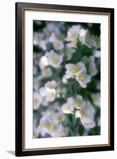 Delphinium Field-Anna Miller-Framed Photographic Print