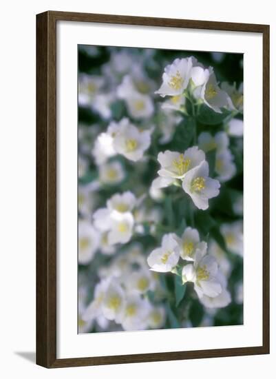 Delphinium Field-Anna Miller-Framed Photographic Print