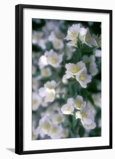 Delphinium Field-Anna Miller-Framed Photographic Print