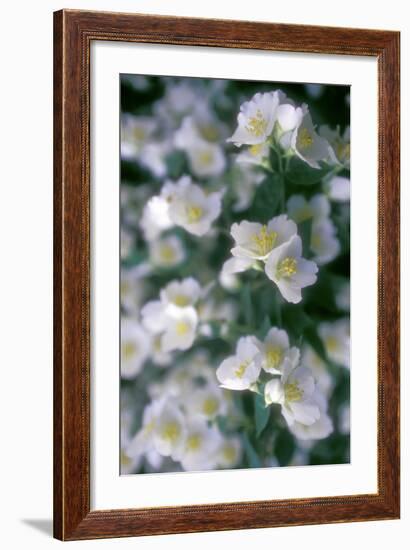 Delphinium Field-Anna Miller-Framed Photographic Print