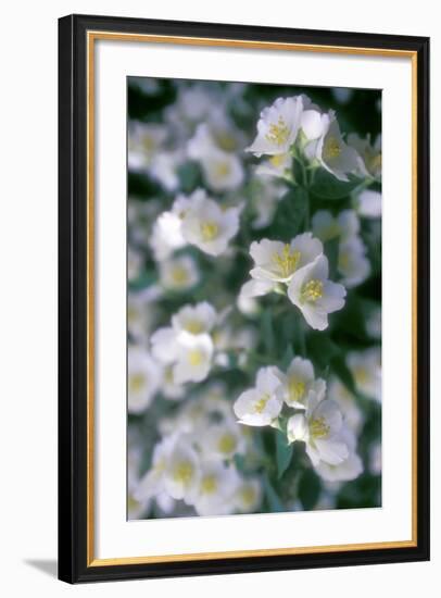 Delphinium Field-Anna Miller-Framed Photographic Print