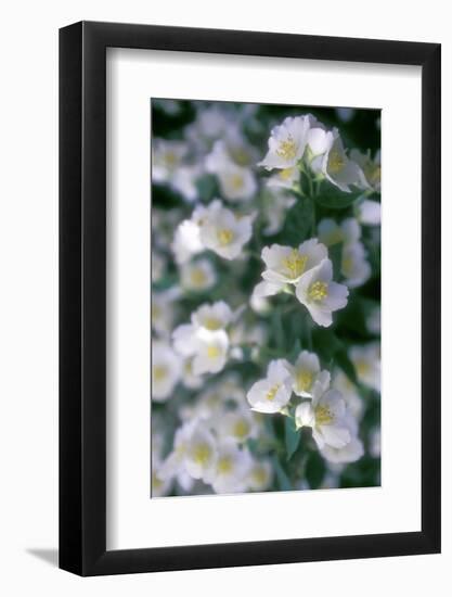 Delphinium Field-Anna Miller-Framed Photographic Print