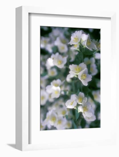 Delphinium Field-Anna Miller-Framed Photographic Print