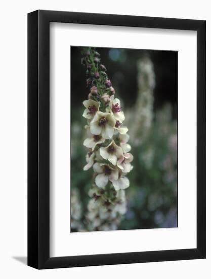 Delphinium Field-Anna Miller-Framed Photographic Print