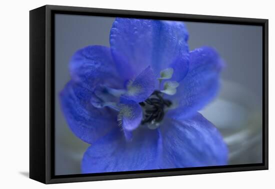 Delphinium Flower I-Rita Crane-Framed Premier Image Canvas