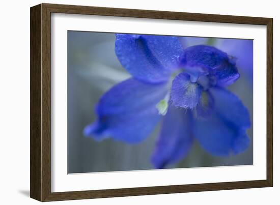 Delphinium Flower II-Rita Crane-Framed Photographic Print