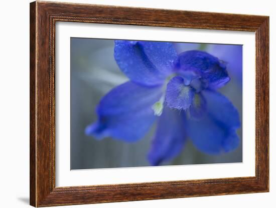 Delphinium Flower II-Rita Crane-Framed Photographic Print