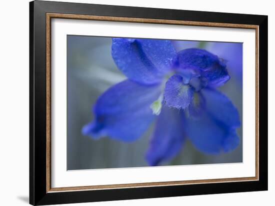 Delphinium Flower II-Rita Crane-Framed Photographic Print