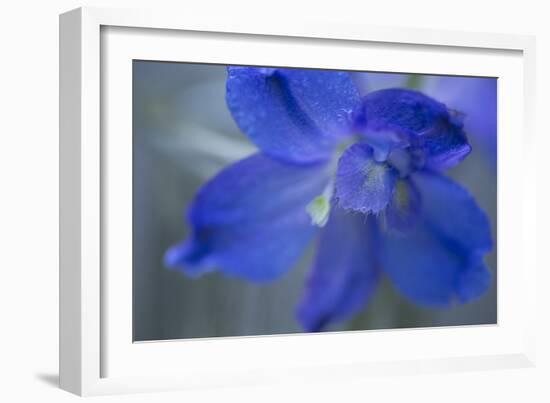 Delphinium Flower II-Rita Crane-Framed Photographic Print