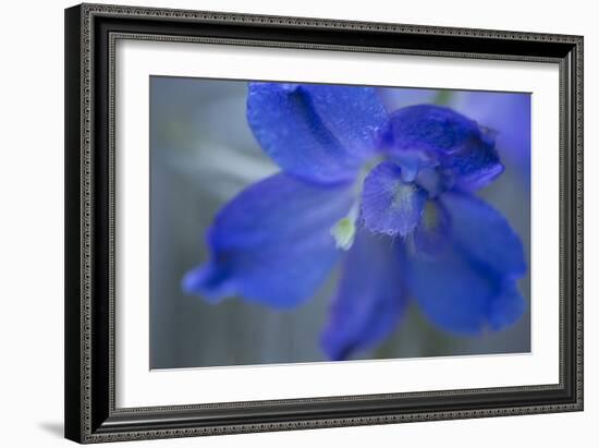 Delphinium Flower II-Rita Crane-Framed Photographic Print