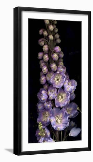 Delphinium on Black Background-Anna Miller-Framed Photographic Print