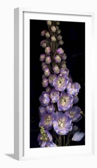 Delphinium on Black Background-Anna Miller-Framed Photographic Print